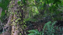 Ditemukan 21 Jenis Pohon Ficus di Gunung Sanggabuana Karawang