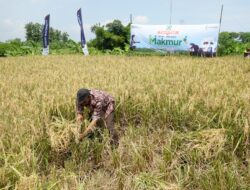 Pupuk Kujang Siap Bantu Petani Tingkatkan Produksi Beras Nasional Masuki Akhir Musim Tanam Rendeng