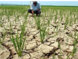 Puncak Musim Kemarau Diprediksi Juni hingga Agustus 2025