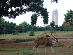 Pupuk Kujang Gelar Lomba Foto dan Video Lingkungan Hidup, Berhadiah Puluhan Juta Rupiah