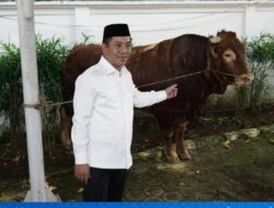 Pemkab Karawang Salurkan Sapi Kurban Presiden 1,2 Ton dan 25 Ekor Sapi ASN Berbagi