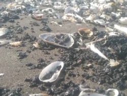 Akibat Ceceran Oil Spill Pertamina Pantai di Cemarajaya Karawang, Nelayan dan Petani Tambak Terancam Gulung Tikar