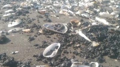 Akibat Ceceran Oil Spill Pertamina Pantai Cemarajaya Karawang, Nelayan dan Petani Tambak Terancam Gulung Tikar